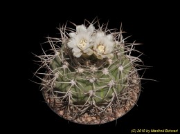 Gymnocalycium intermedium 2305